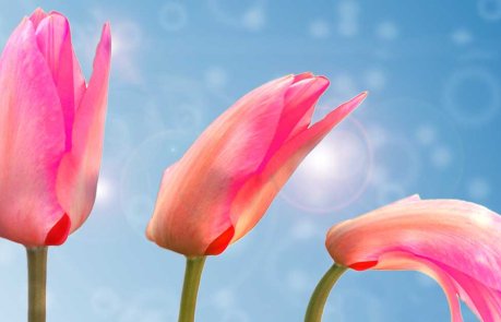 Blomster Rettigheter