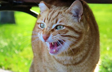 Katt Frykt Skremt Liberalisme