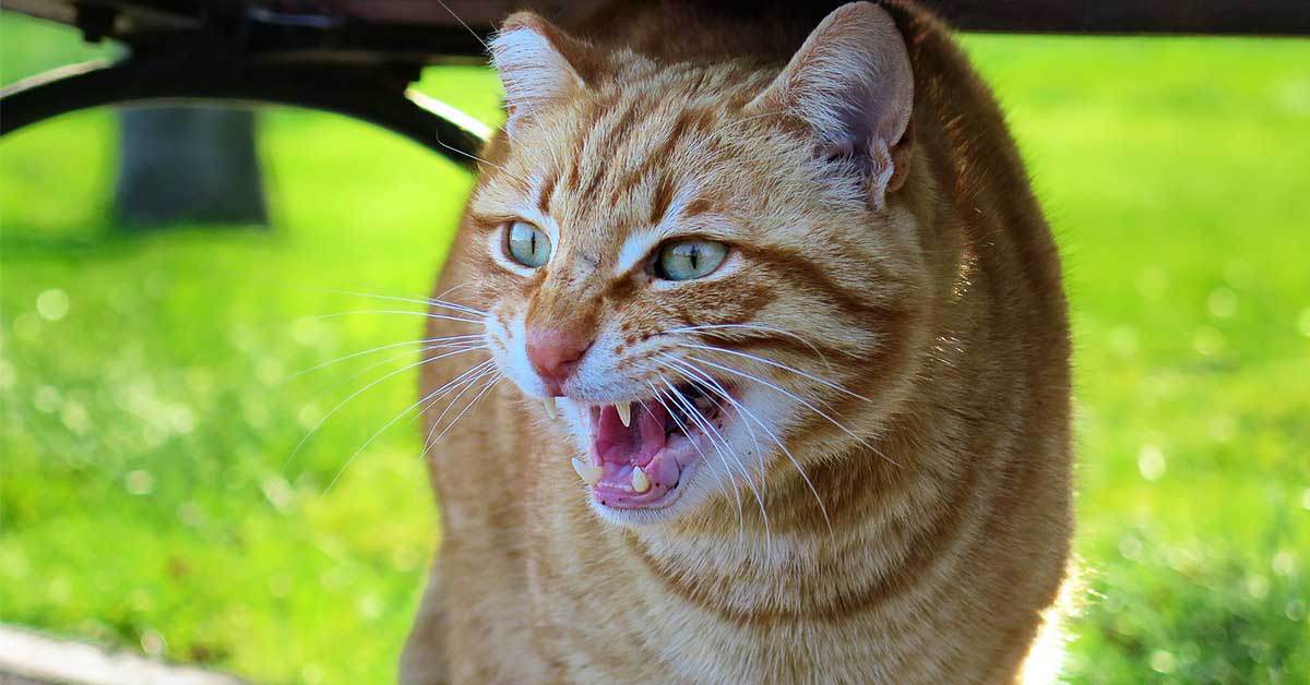 Katt Frykt Skremt Liberalisme