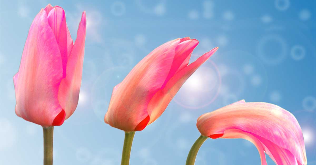 Blomster Rettigheter